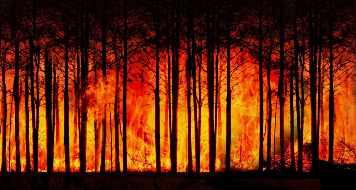 Jak uniknąć pożaru w lesie?