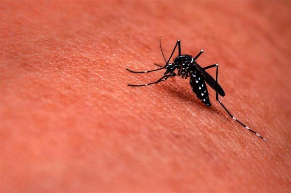 7 sposobów na walkę z komarami!