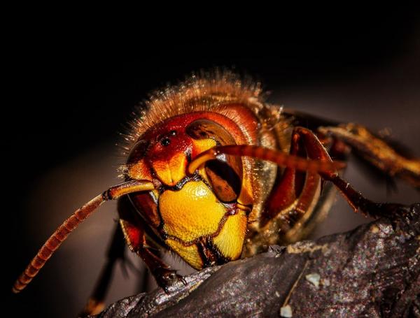 Użądlenie przez owada: jak wyglądają objawy i jak należy postępować?