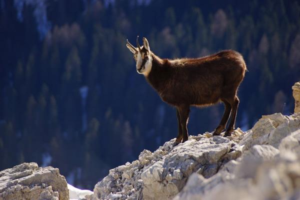 Zwierzęta w górach: czy znasz zwierzęta Tatrzańskiego Parku Narodowego?
