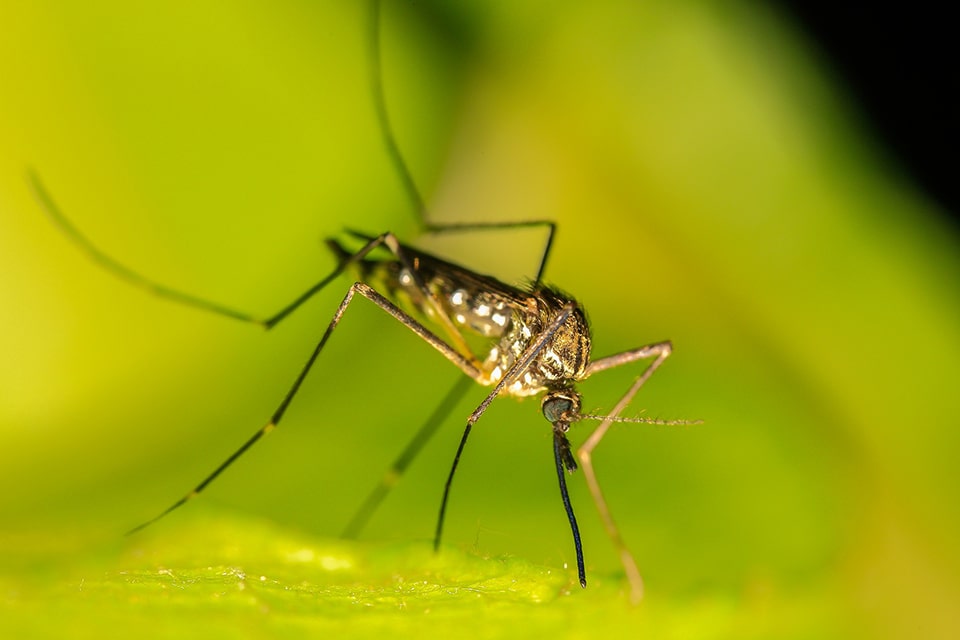 najlepsze sposoby na komary i kleszcze
