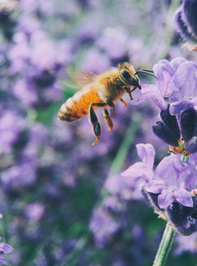 na ratunek pszczolom