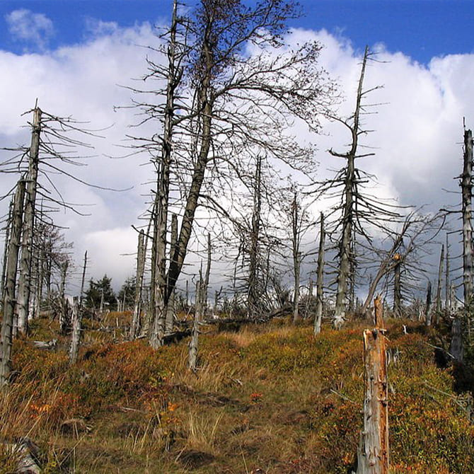 góry sowie noclegi |Wymarły las w Górach Sowich. Fot. vindicator, CC BY-SA 3.0, via Wikimedia Commons.
